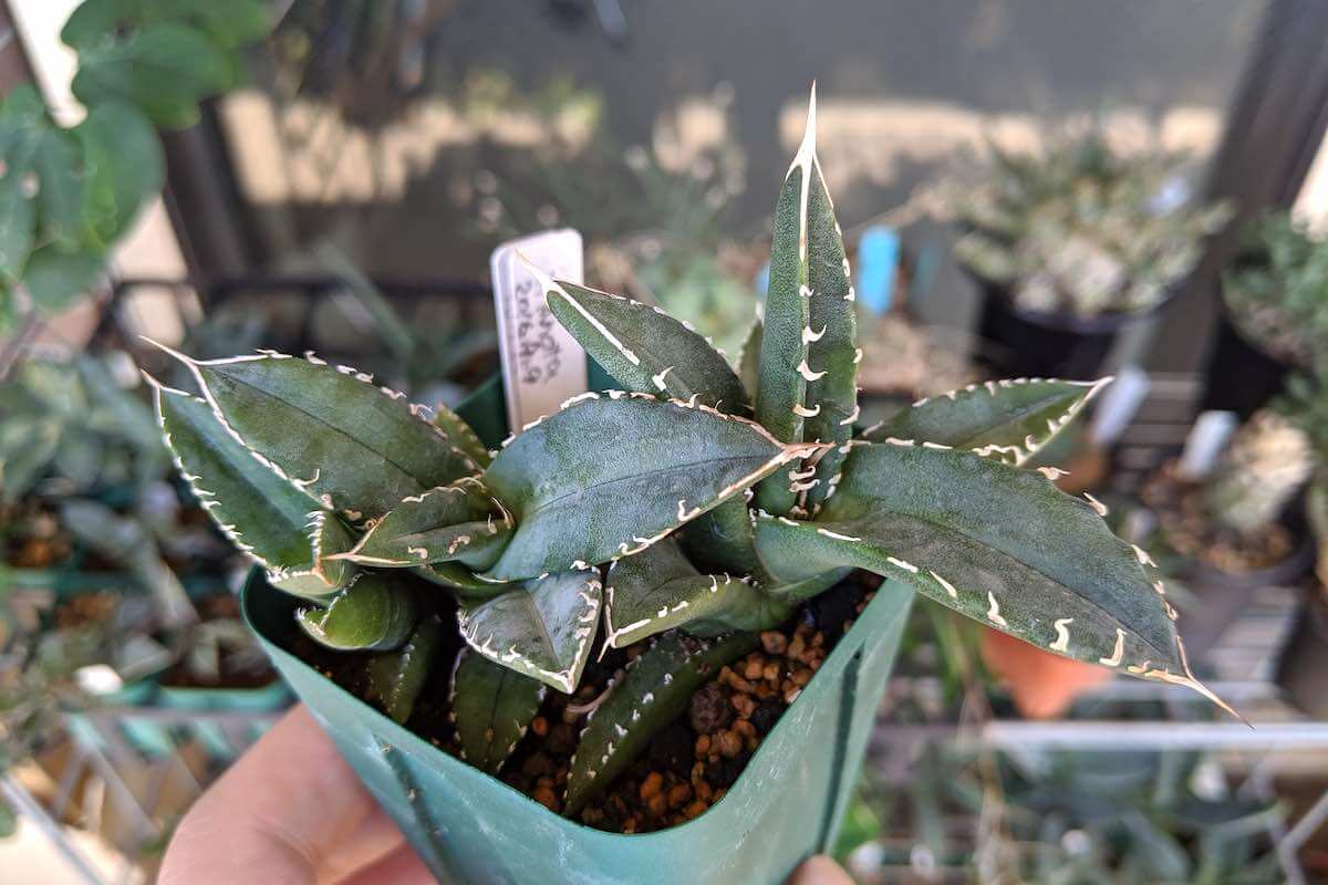 アガベ チタノタ オテロイ実生 (Agave Titanota) - 植物/観葉植物