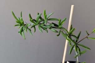 alluaudiopsis-marnieriana-02