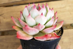 エケベリア・桃太郎の育て方