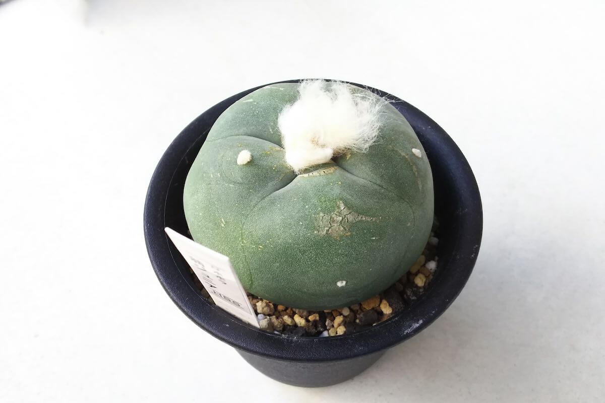 lophophora-okina-jr-04