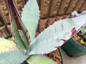 agave-kutugen-no-maiougi-02