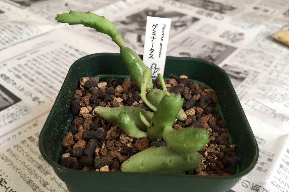 ピアランサス・ゲミナータス（Piaranthus geminatus）の育て方 – ゆるぷ