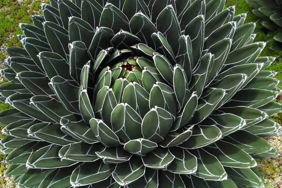 アガベ・笹の雪（Agave victoriae reginae）の紹介と育て方 – ゆるぷ