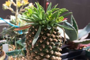 ソテツキリンの開花画像2枚目