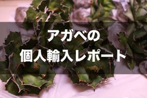 アガベの個人輸入レポート