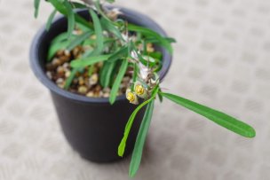 2019年5月20日に撮影した
