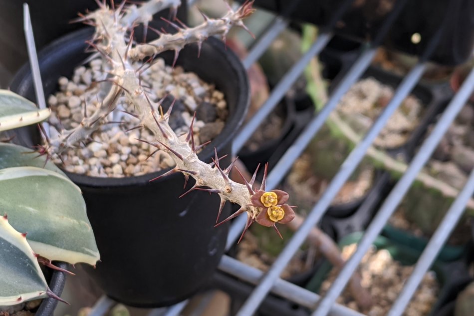 2020年4月19日に撮影したユーフォルビア・サカラハエンシス（Euphorbia sakarahaensis）