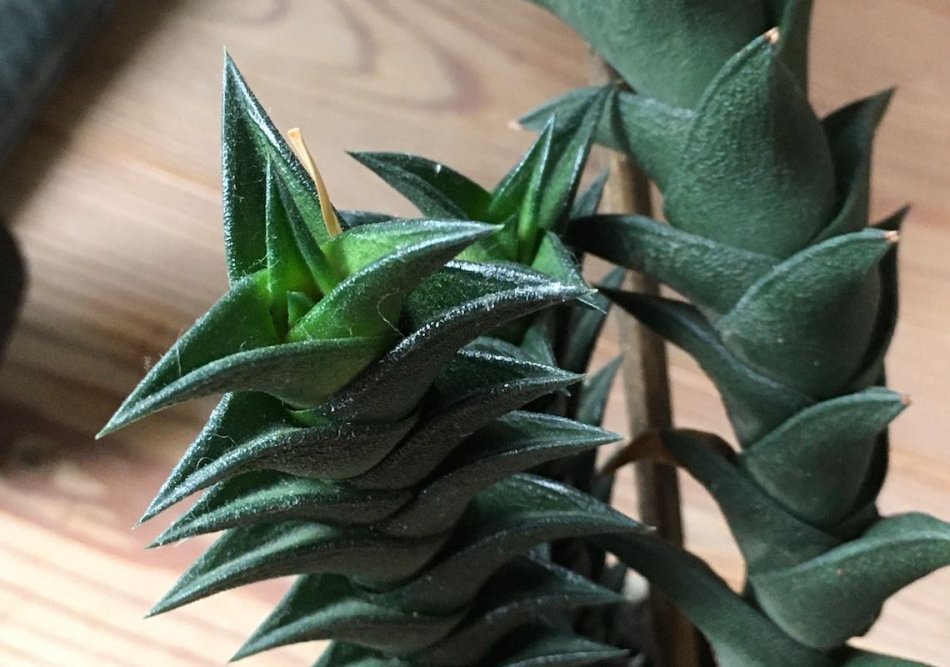 ハオルチア・ビスコーサ（Haworthia viscosa）の育て方 – ゆるぷ