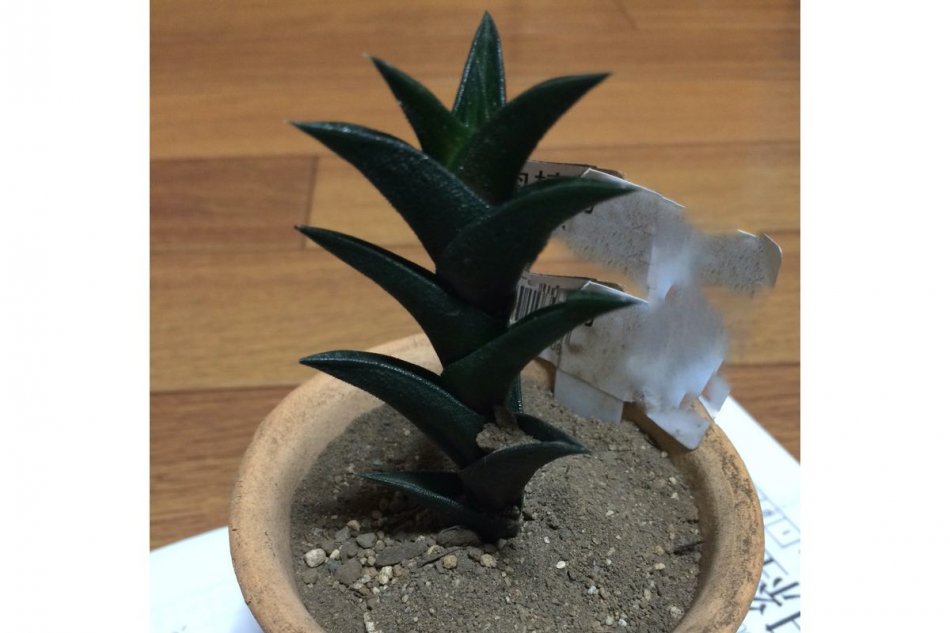 ハオルチア・ビスコーサ（Haworthia viscosa）の画像2