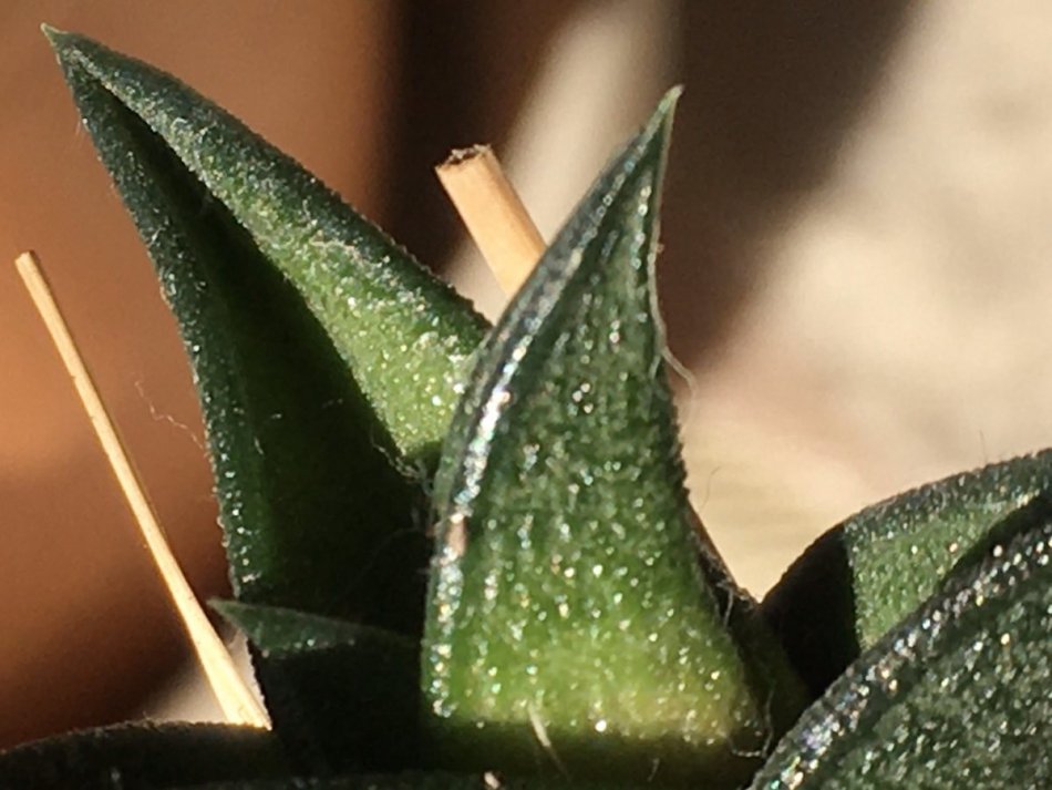 ハオルチア・ビスコーサ（Haworthia viscosa）の画像6