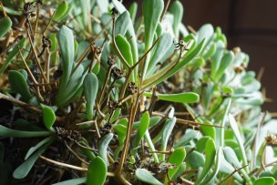 macro-othonna-euphorbioides-05