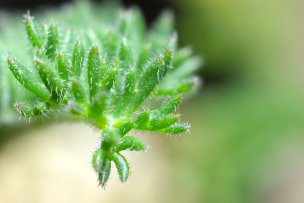 macro-pelargonium-triste-02