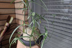 アデニア・キルキー(Adenia kirkii)の画像