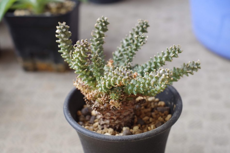 ユーフォルビア・フスカ（Euphorbia fusca）の紹介 – ゆるぷ