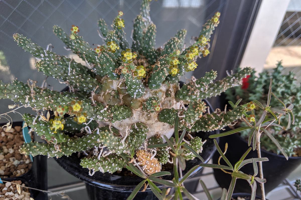 2019年8月7日に撮影したユーフォルビア・ガムケンシス（Euphorbia gamkensis）