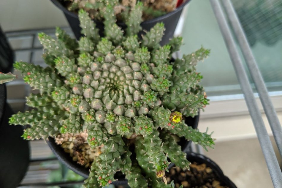 2019年5月19日に撮影したユーフォルビア・ゴルゴニス（Euphorbia gorgonis）
