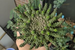2019年9月25日に撮影したユーフォルビア・ゴルゴニス(Euphorbia gorgonis)