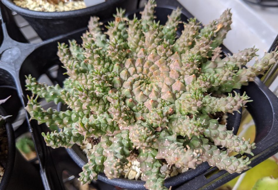 2019年12月11日に撮影したユーフォルビア・ゴルゴニス（Euphorbia gorgonis）