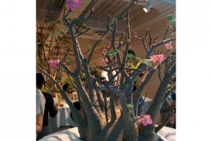 Adenium arabicum(砂漠のバラ)