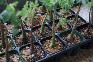 2018年6月17日に撮影した実生のアデニア・グラウカ、プレステラ90に植え替え