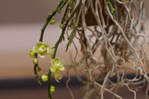 2020年3月28日に撮影したキロシスタ・ビリディフラバ(Chiloschista viridiflava)