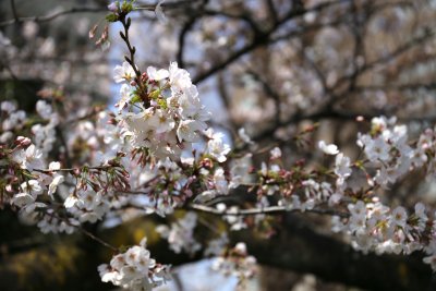 上野公園の桜１