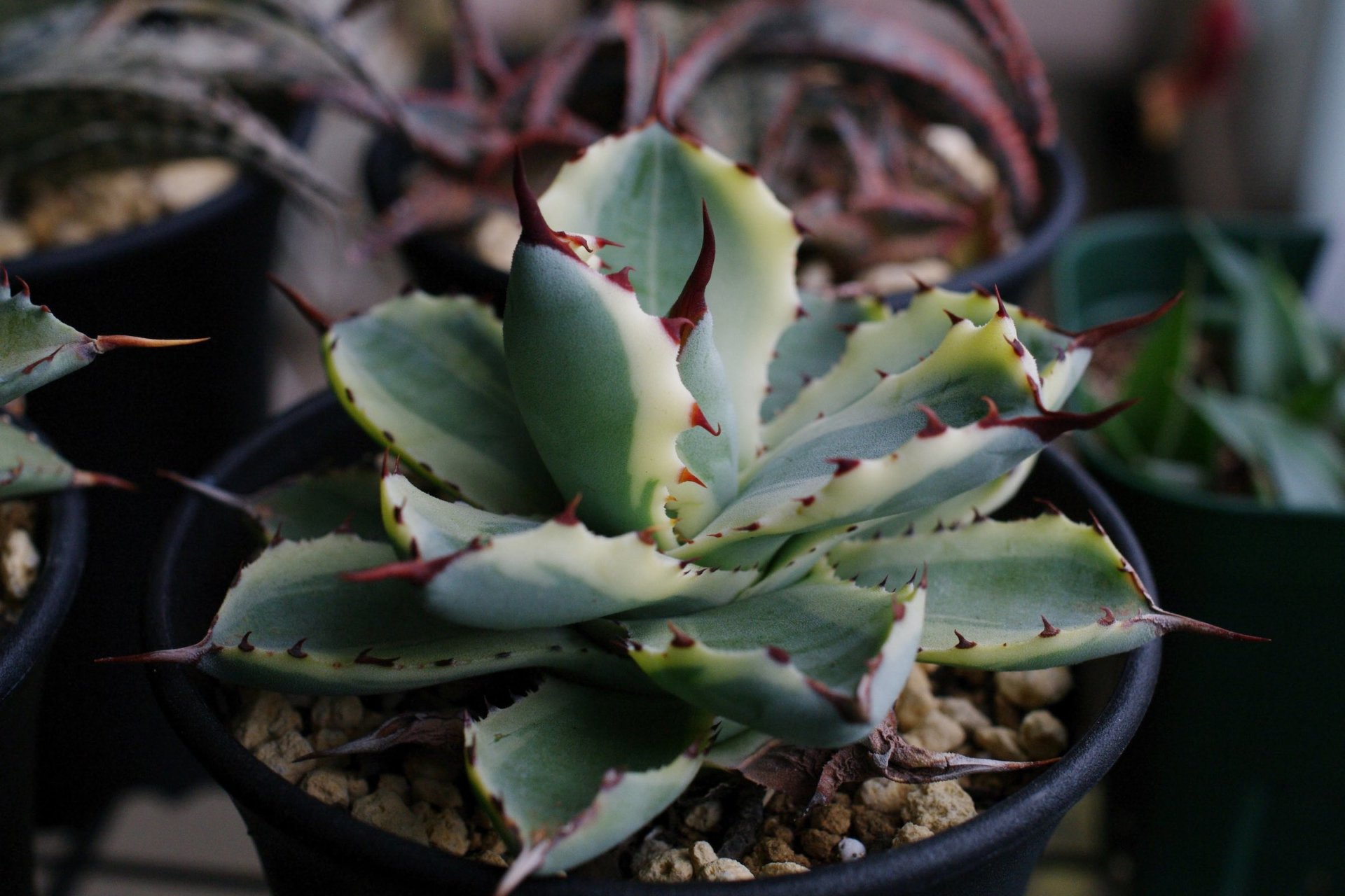 新しい季節 1アガベ多肉植物 吉祥冠錦300苗 大苗 - 観葉植物