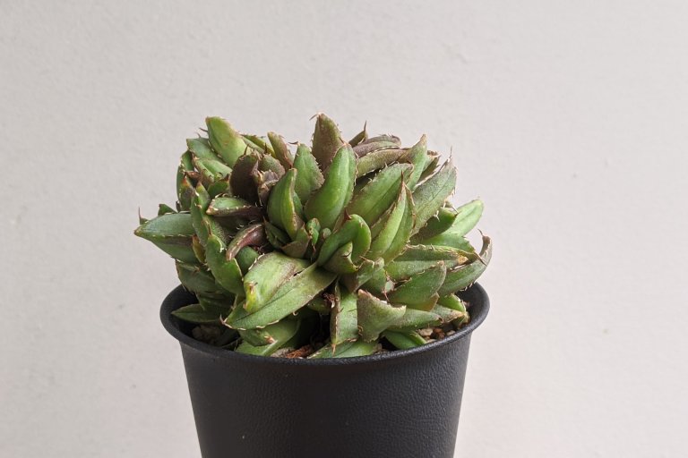 アガベ Agave の育て方 増やし方 ゆるぷ