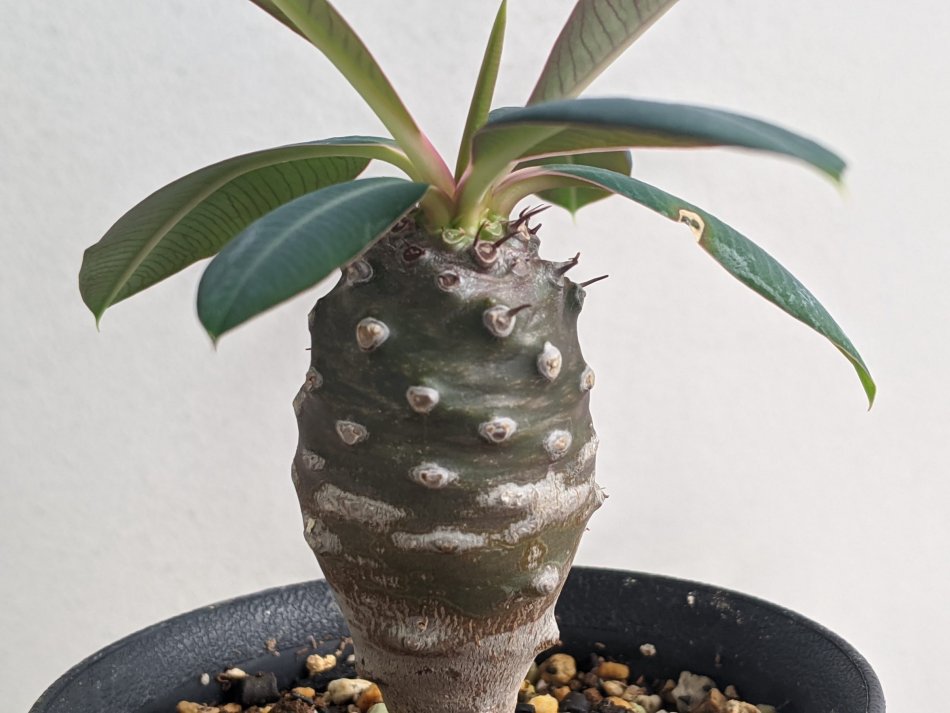 ユーフォルビア・パキポディオイデス（Euphorbia pachypodioides）の
