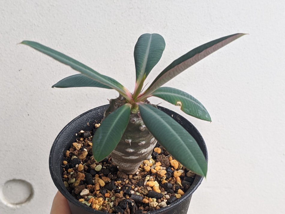 ユーフォルビア・パキポディオイデス（Euphorbia pachypodioides）の育て方と紹介 – ゆるぷ