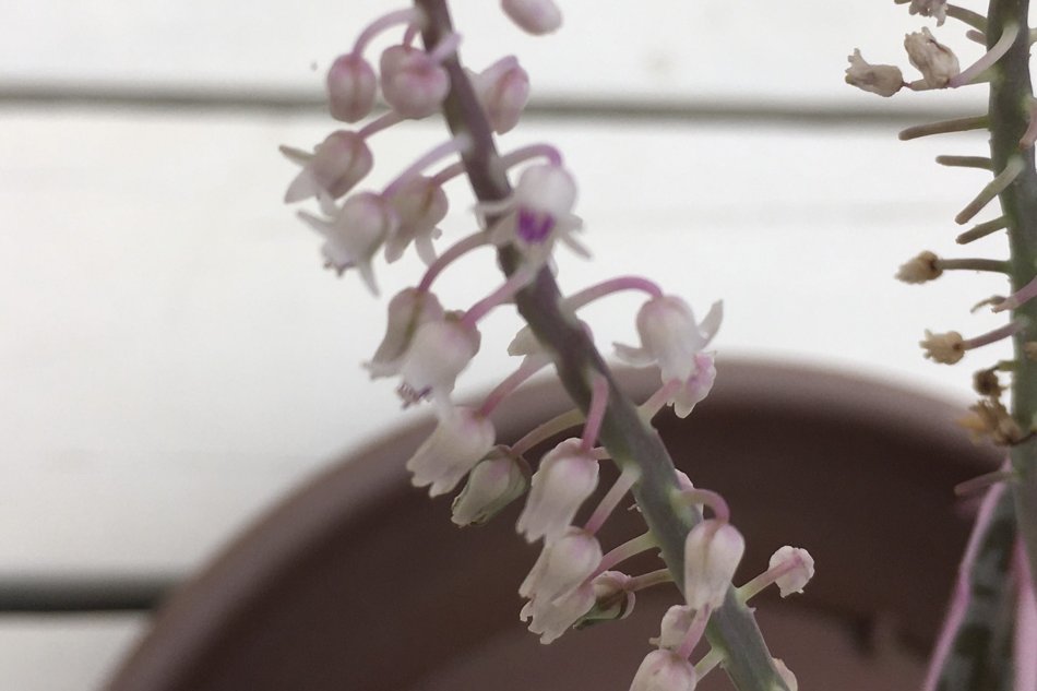 レデボウリア・ソシアリス 錦（Ledebouria socialis f. variegata）の花