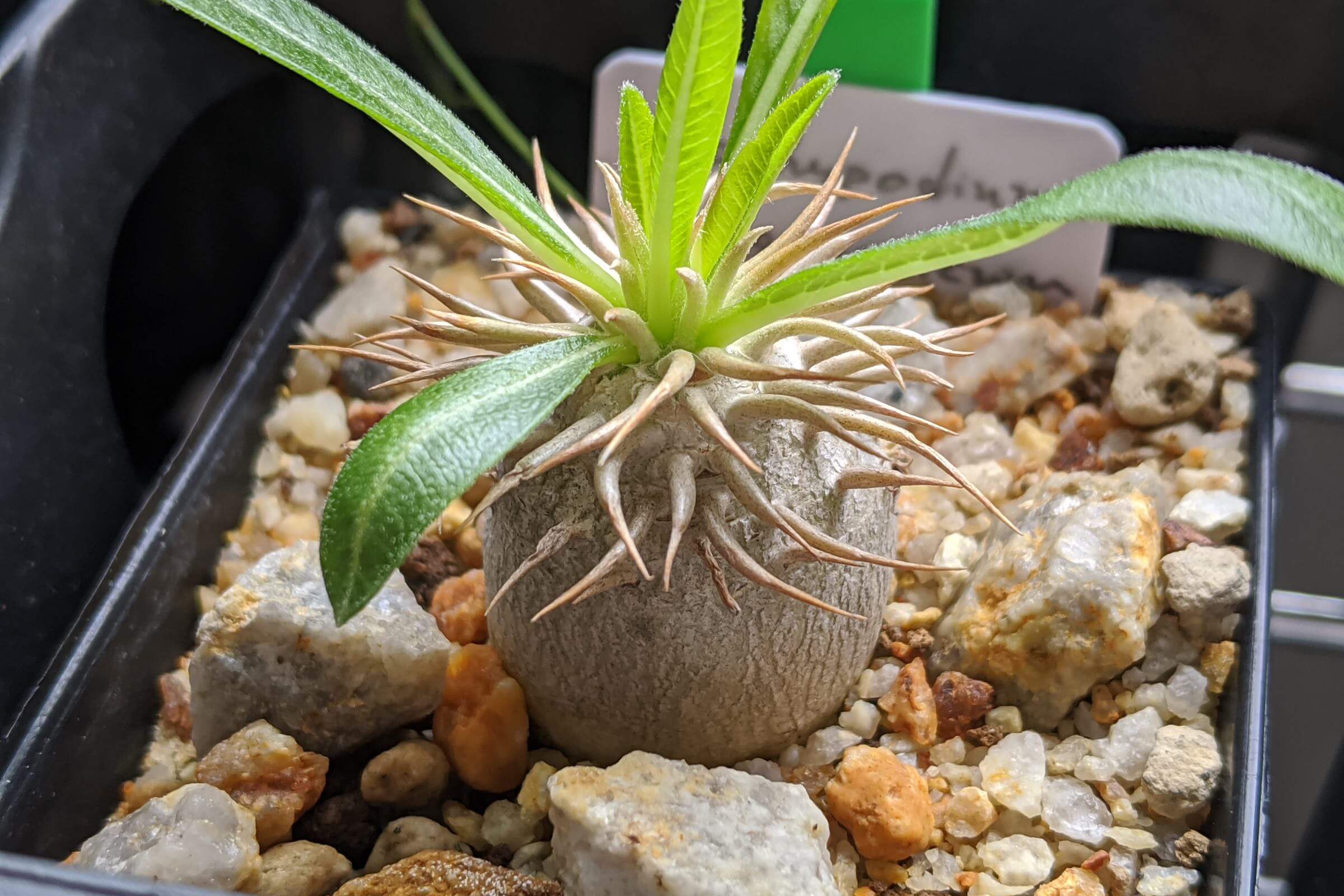 Pachypodium enigmaticum eburneum パキポディウム-