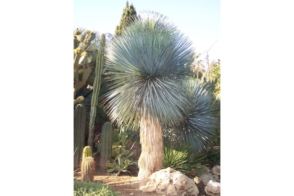 ユッカ・ロストラータ（Yucca rostrata）の画像