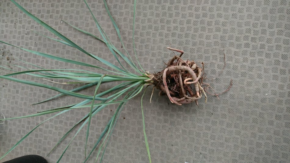 ユッカ・ロストラータ（Yucca rostrata）の育て方、栽培記録 – ゆるぷ