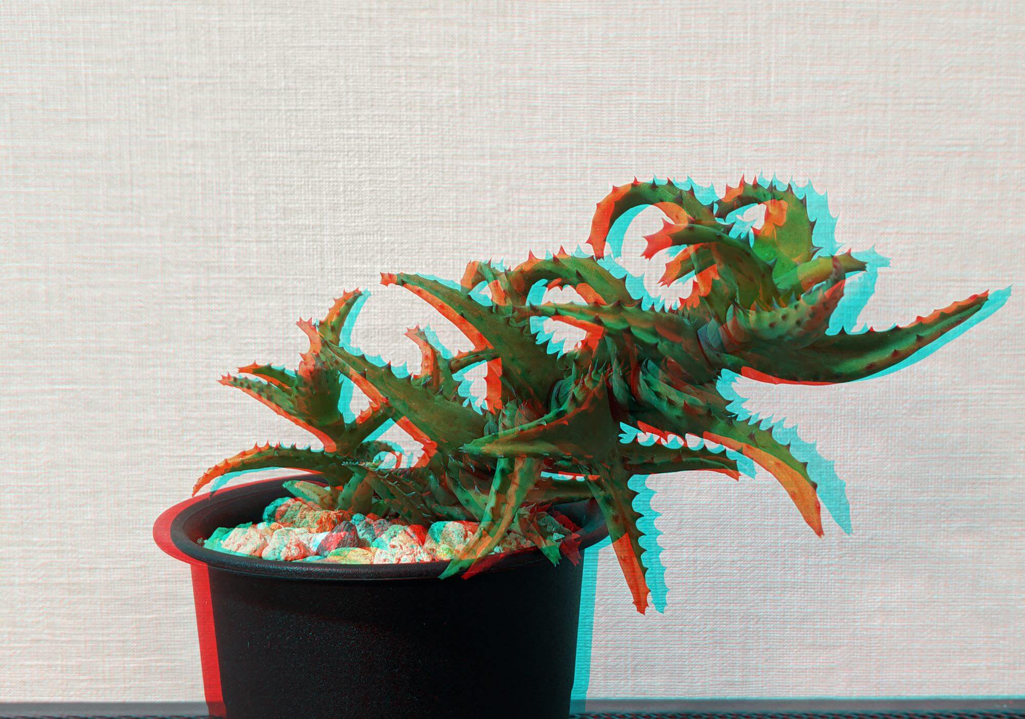 アナグリフで植物を見てみよう 赤青メガネで植物3d写真を楽しむ ゆるぷ