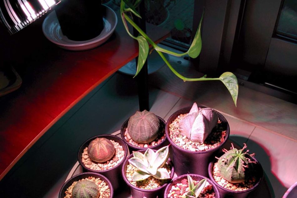 2015年9月に撮影した室内のLED栽培の様子
