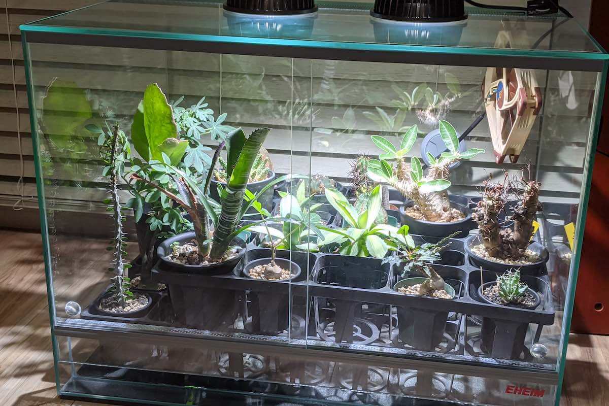 多肉植物を水槽を利用してLEDライトで室内栽培するまとめ（2020年8月〜更新中） – ゆるぷ