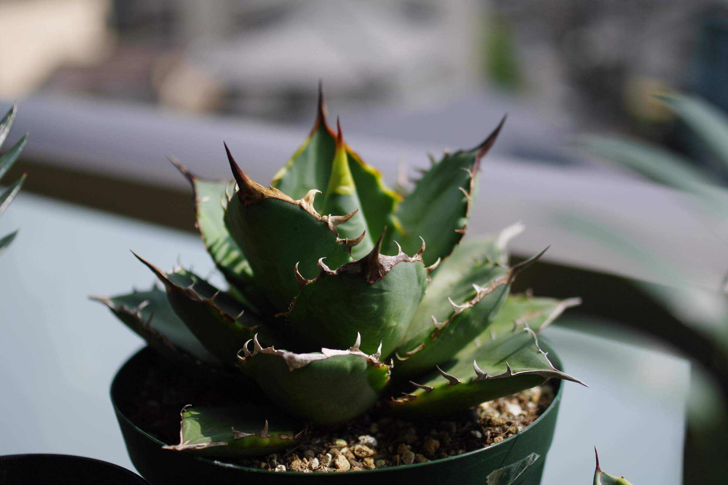 アガベ チタノタ ハクゲイ‼️ 大宮 植物/観葉植物 - LITTLEHEROESDENTISTRY