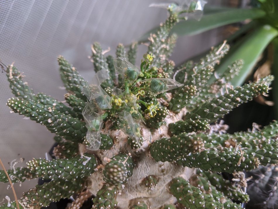 2020年9月1日に撮影したユーフォルビア・ガムケンシス（Euphorbia gamkensis）