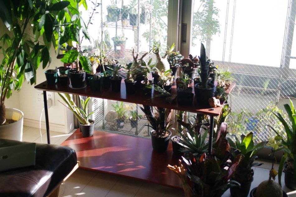 ガーデニングラック スチールラック 植物棚 アガベ グラキリス 塊根植物