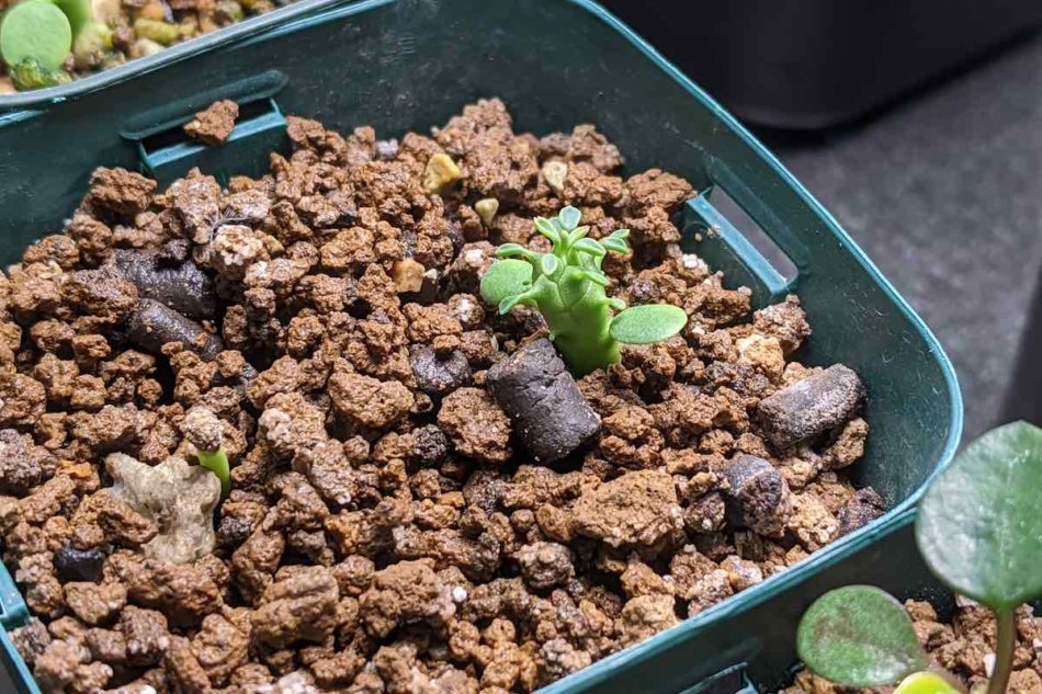 爆買い国産50 Euphorbia gamkaensis 実生 ユーフォルビア ガムケンシス サボテン 多肉植物　塊根　コーデックス 塊茎 サボテン