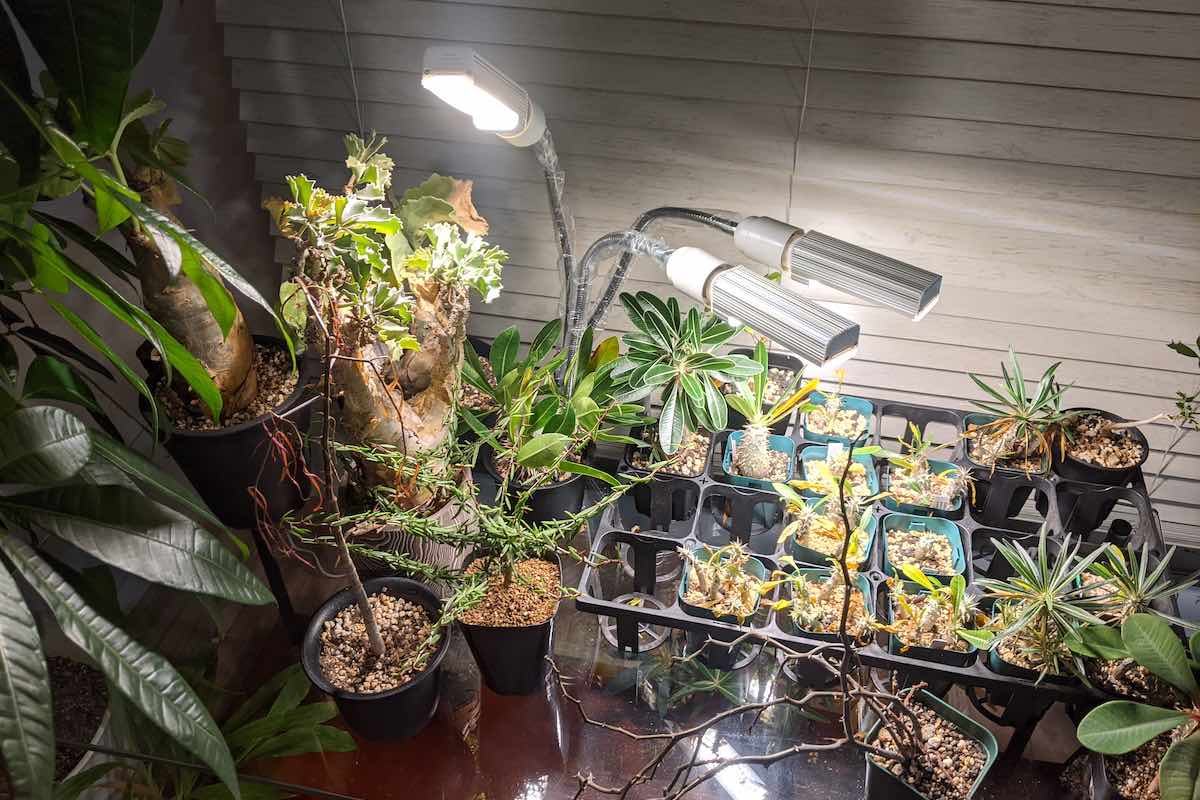 植物用LEDライト - 植物