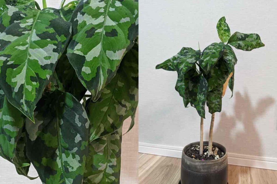 レア？！☆ アグラオネマピクタム aglaonema トリカラー from Ach