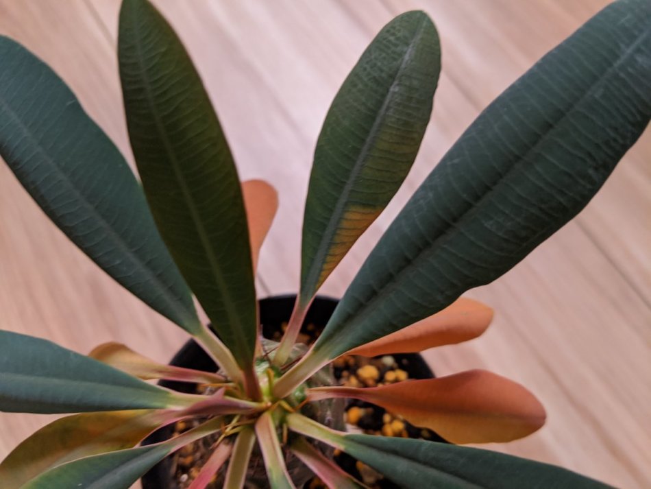 ユーフォルビア・パキポディオイデス（Euphorbia pachypodioides）の育て方と紹介 – ゆるぷ