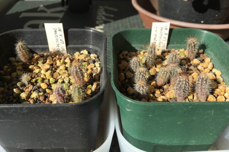 Cactus サボテン ゆるぷ