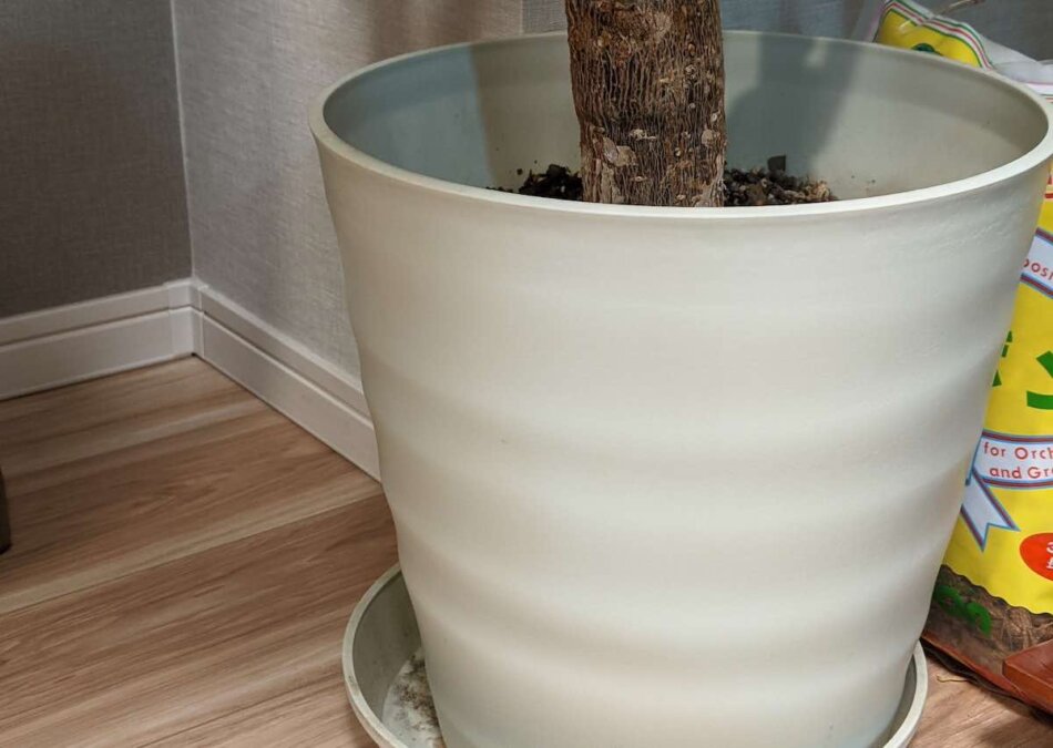 室内で育てている観葉植物、フレグラーポット30型を使用