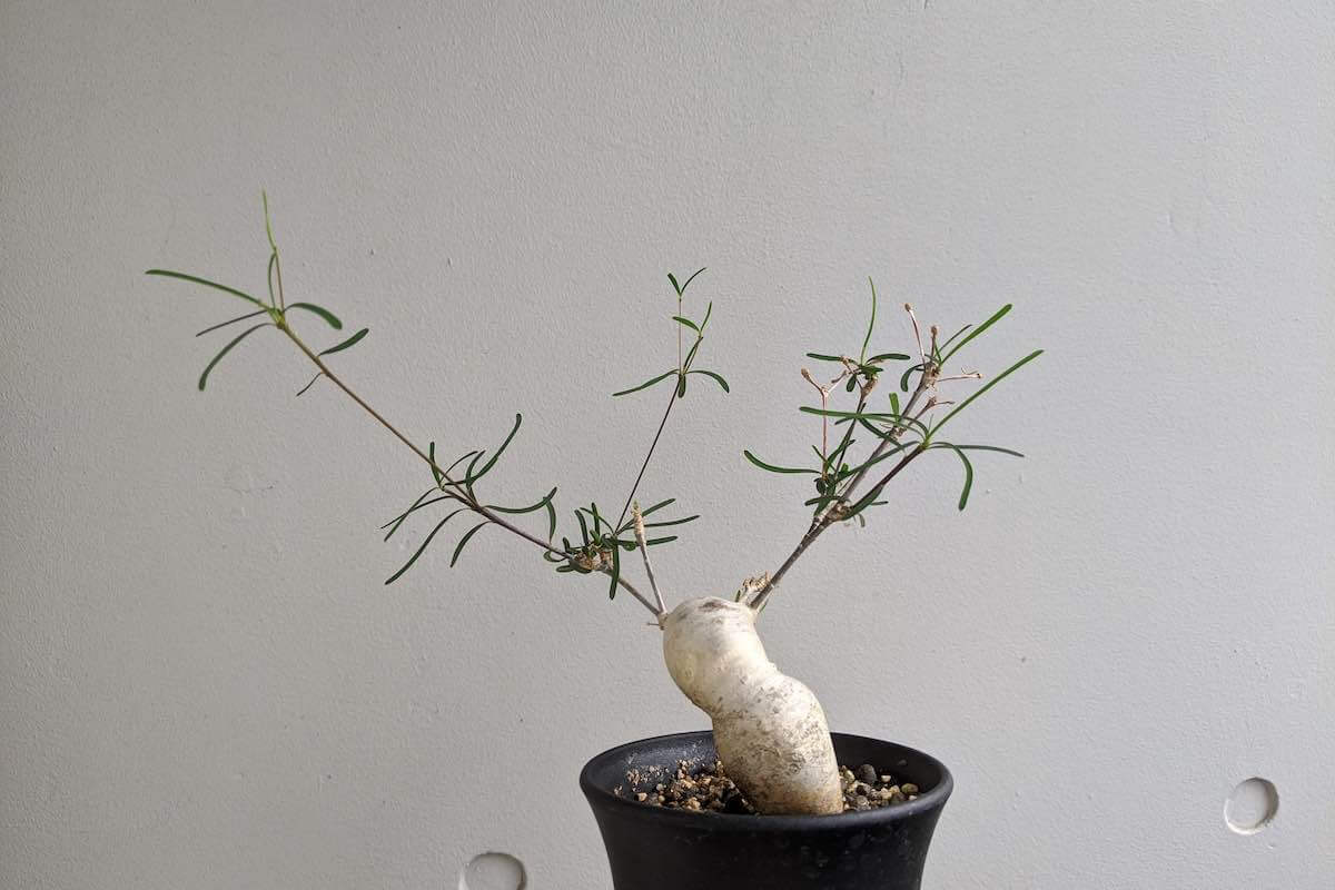 珍奇塊根植物 ユーフォルビア・ヘディオトイデス