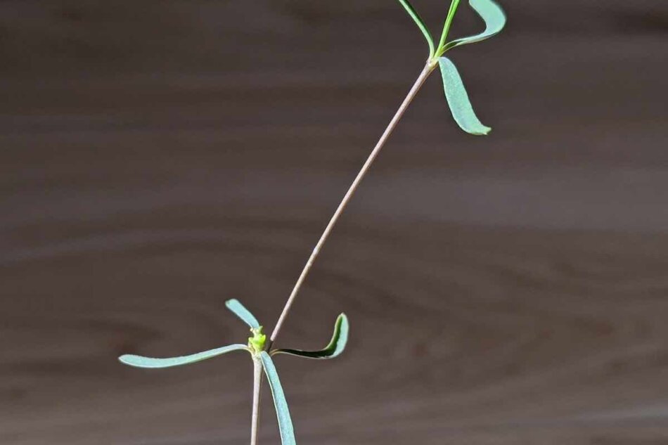 ユーフォルビア・ヘディオトイデス（Euphorbia hedyotoides）の花
