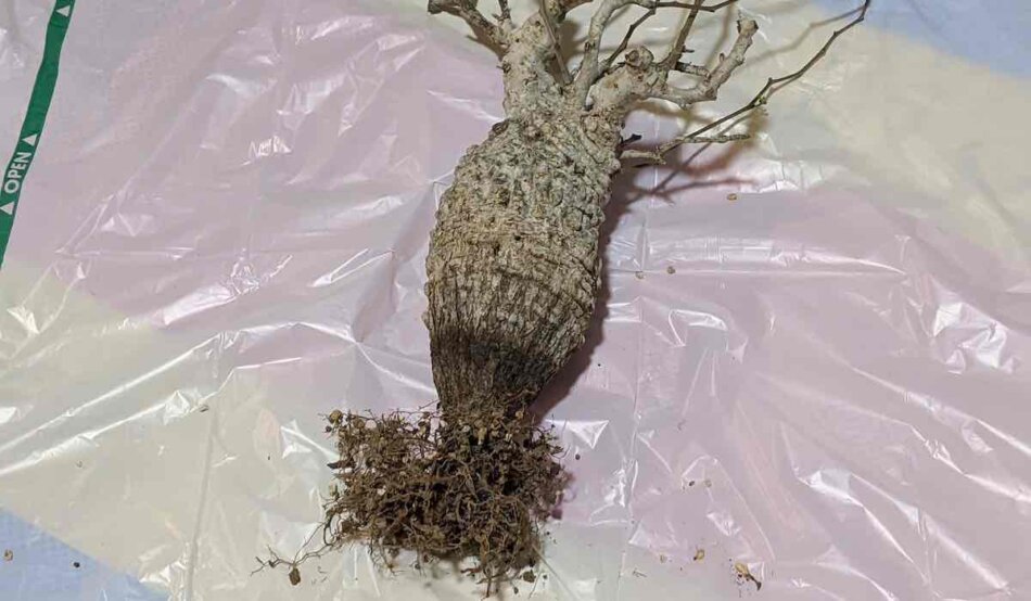 Operculicarya pachypus(オペルクリカリア・パキプス)の根