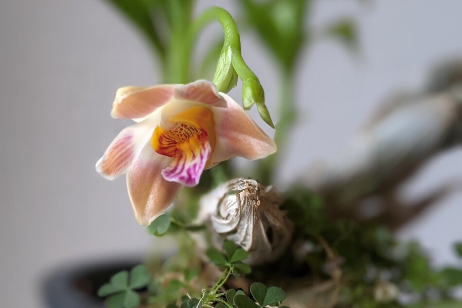 2021年5月8日に撮影した開花したキシス リミンギー（Chysis limminghei）の花